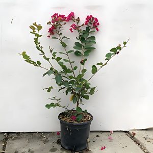 LAGERSTROEMIA INDICA ROSEA