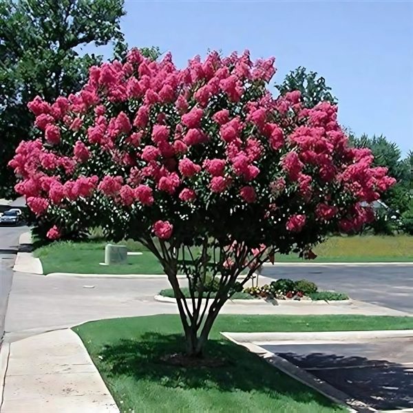 LAGERSTROEMIA INDICA ALIPORENSIS - Image 4