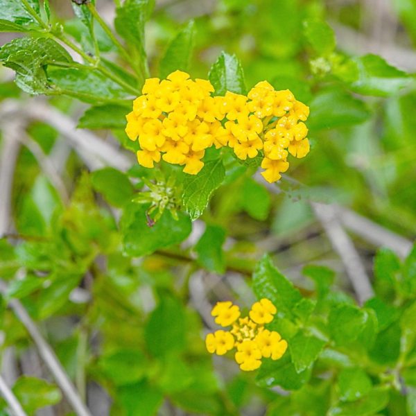 LANTANA CAMARA DEPRESSA - Image 6