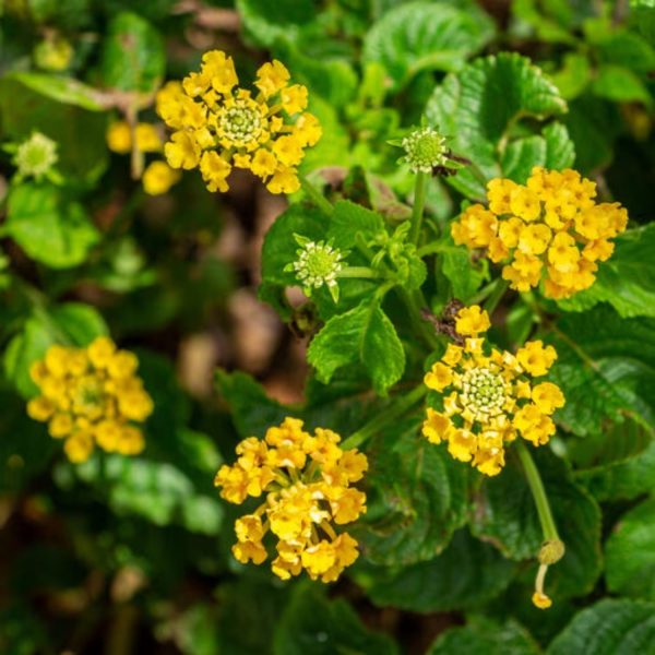 LANTANA CAMARA DEPRESSA - Image 5