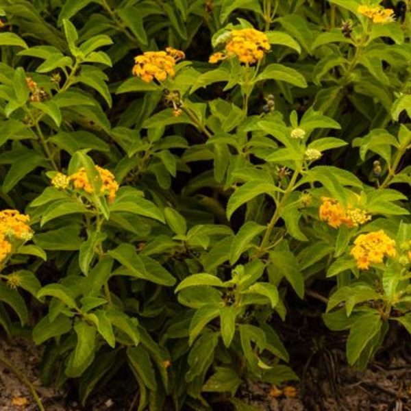 LANTANA CAMARA DEPRESSA - Image 4