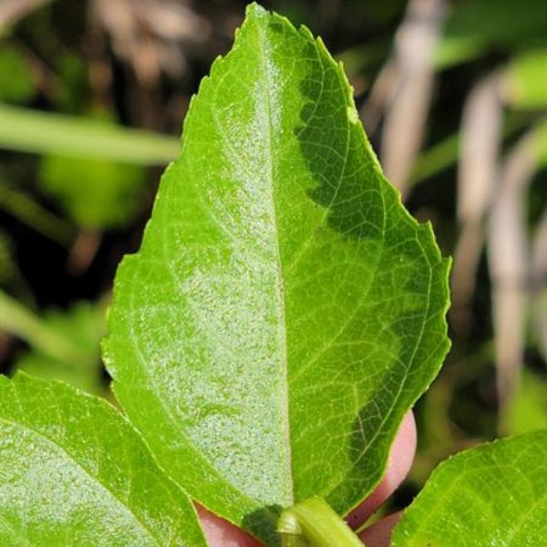 LANTANA CAMARA DEPRESSA - Image 3