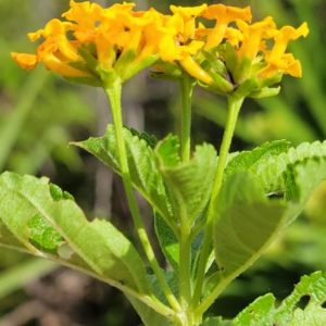 LANTANA CAMARA DEPRESSA