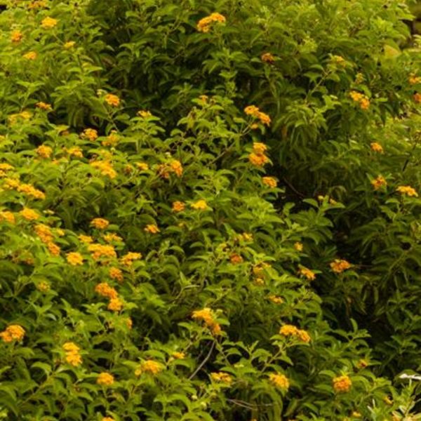 LANTANA CAMARA DEPRESSA - Image 2