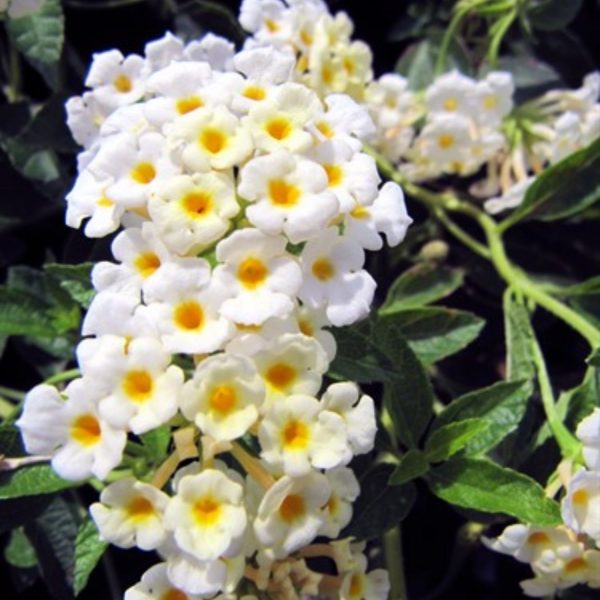 LANTANA CAMARA NIVEA - Image 3