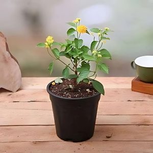 LANTANA CAMARA NIVEA