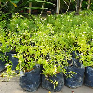 LANTANA CAMARA NIVEA