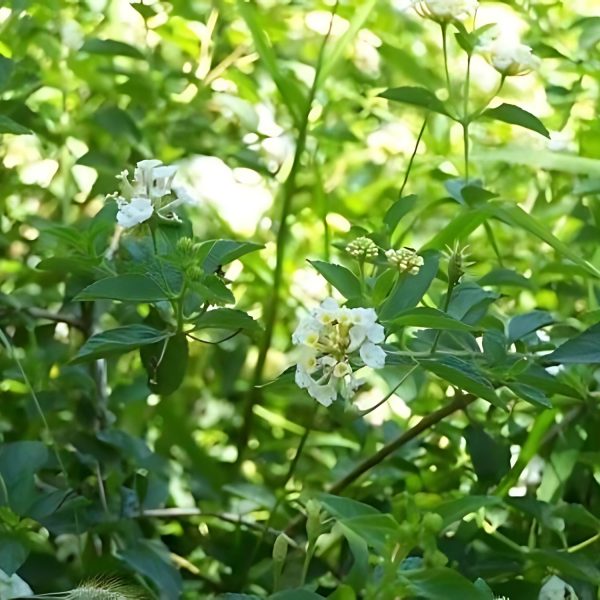 LANTANA CAMARA NIVEA - Image 4
