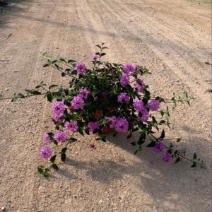 LANTANA SELLOWIANA
