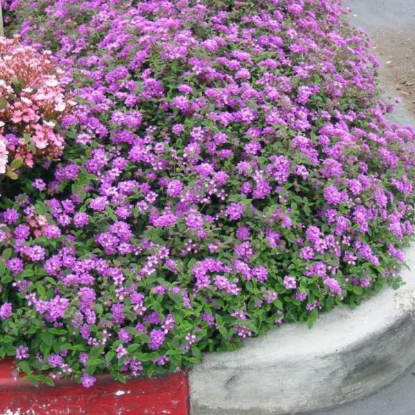 LANTANA SELLOWIANA - Image 3