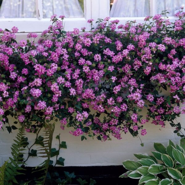 LANTANA SELLOWIANA - Image 4