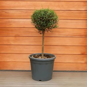 LIGUSTRUM ROBUSTUM