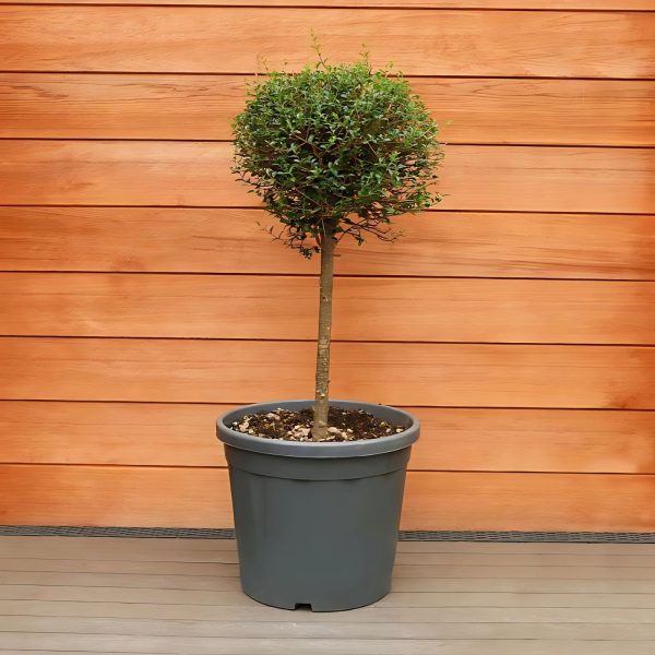 LIGUSTRUM ROBUSTUM