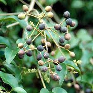 LIGUSTRUM ROBUSTUM