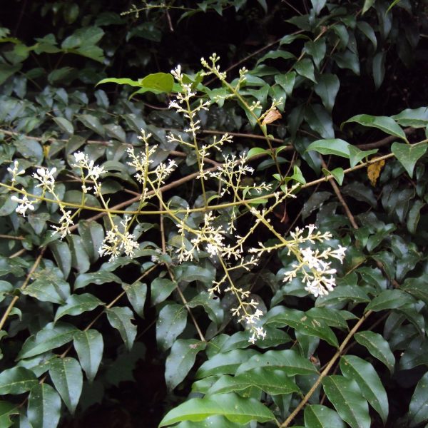 LIGUSTRUM ROBUSTUM - Image 3