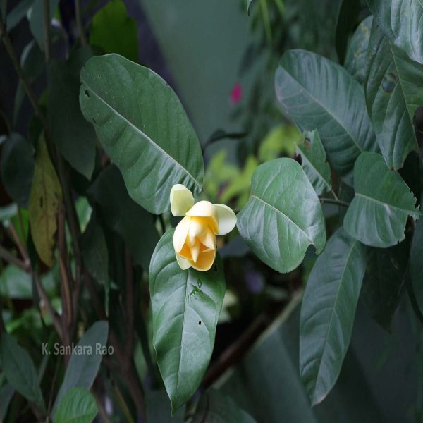 MAGNOLIA MUTABILIS - Image 3