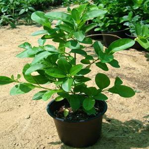 MAGNOLIA MUTABILIS
