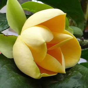 MAGNOLIA MUTABILIS