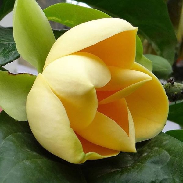 MAGNOLIA MUTABILIS - Image 2
