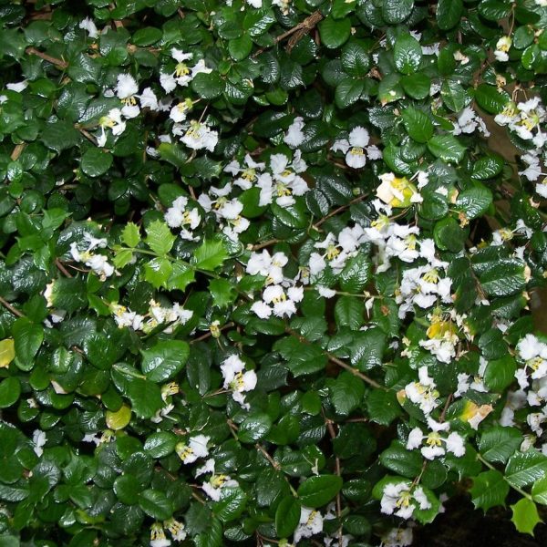 MALPIGHIA COCCIGERA - Image 4