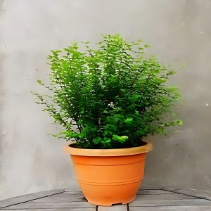 MALPIGHIA COCCIGERA