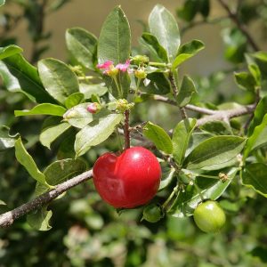MALPIGHIA GLABRA