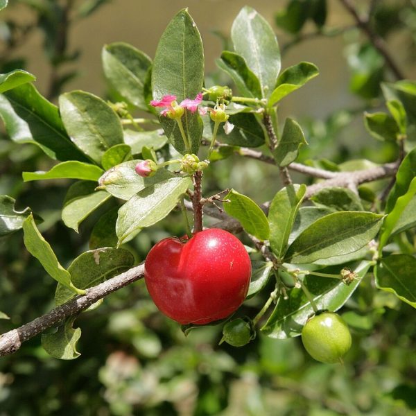 MALPIGHIA GLABRA - Image 2