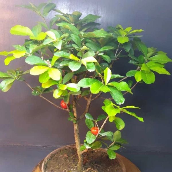 MALPIGHIA GLABRA - Image 3