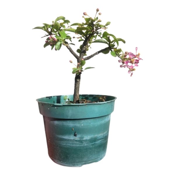 MALPIGHIA GLABRA