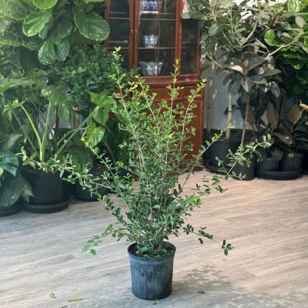 MALPIGHIA GLABRA - Image 4