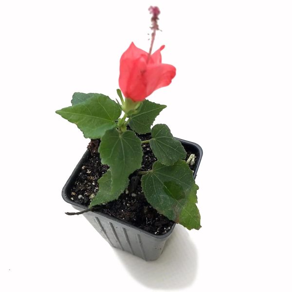 MALVAVISCUS ARBOREUS - Image 3
