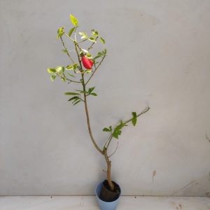 MALVAVISCUS ARBOREUS