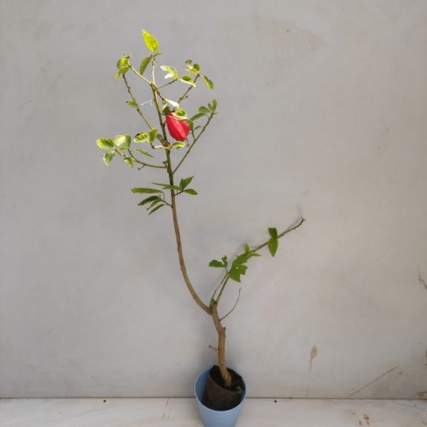 MALVAVISCUS ARBOREUS