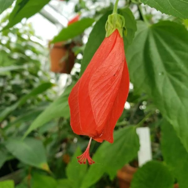 MALVAVISCUS ARBOREUS - Image 5