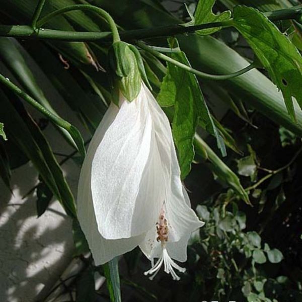 MALVAVISCUS ARBOREUS ALBA - Image 5