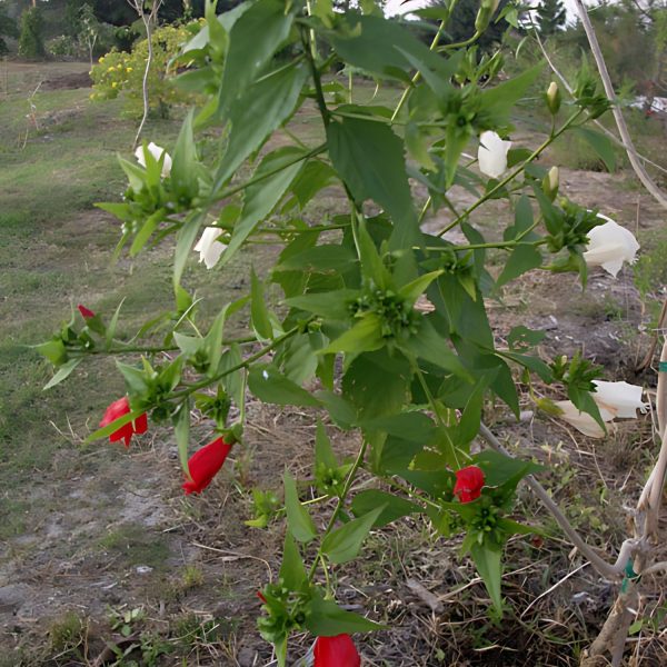 MALVAVISCUS ARBOREUS ALBA - Image 4