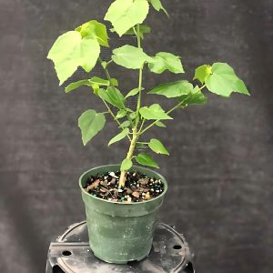 MALVAVISCUS ARBOREUS ALBA