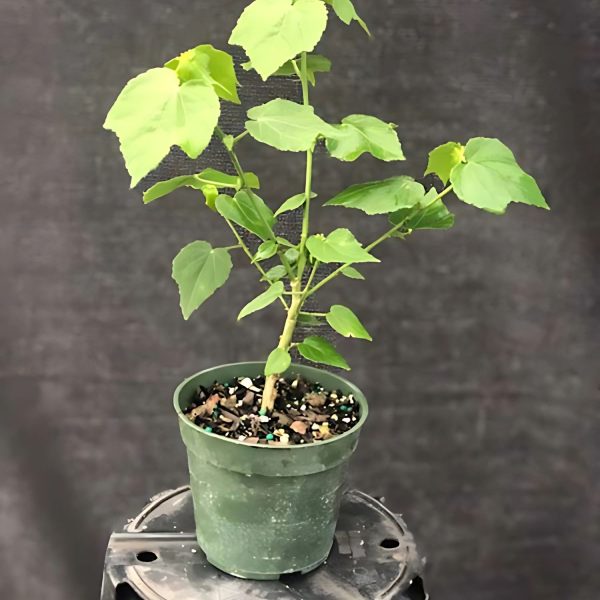 MALVAVISCUS ARBOREUS ALBA