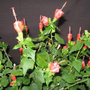 MALVAVISCUS ARBOREUS ALBA