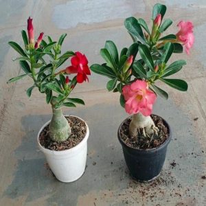 JUSTICIA OVATA