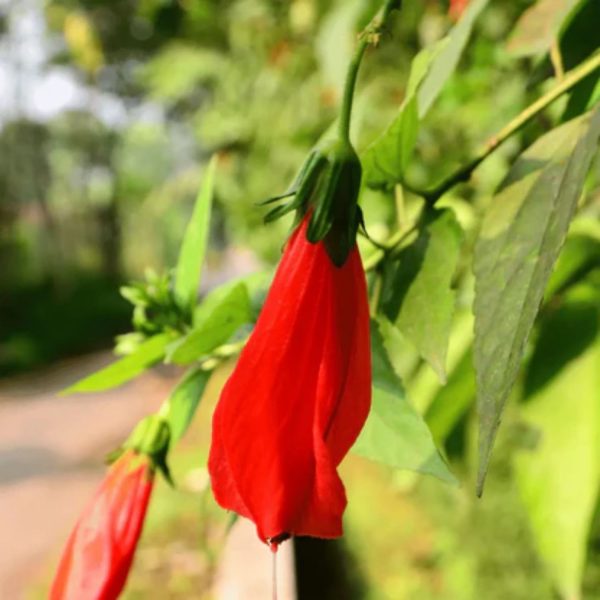 MALVAVISCUS ARBOREUS VARIEGATA - Image 5