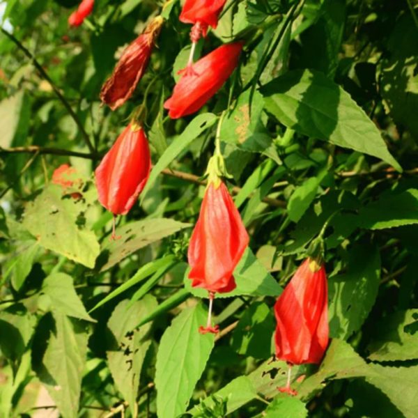 MALVAVISCUS ARBOREUS VARIEGATA - Image 6