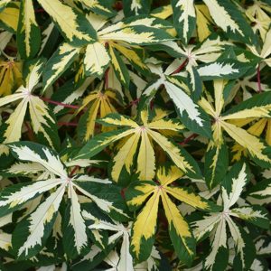 MANIHOT ESCULENTA VARIEGATA