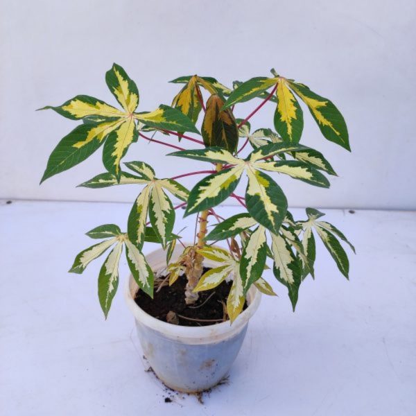 MANIHOT ESCULENTA VARIEGATA - Image 4