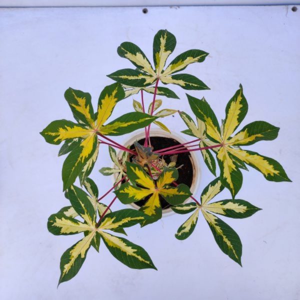MANIHOT ESCULENTA VARIEGATA - Image 3
