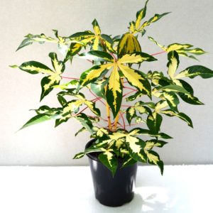 MANIHOT ESCULENTA VARIEGATA