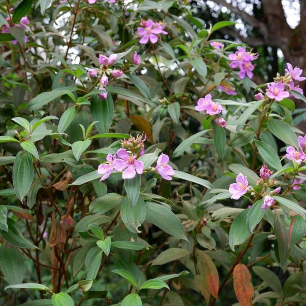 MELASTOMA MALABATHRICUM - Image 2