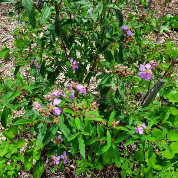 MELASTOMA MALABATHRICUM - Image 3