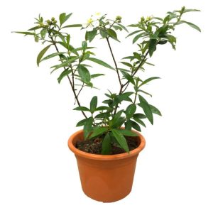 MELASTOMA MALABATHRICUM