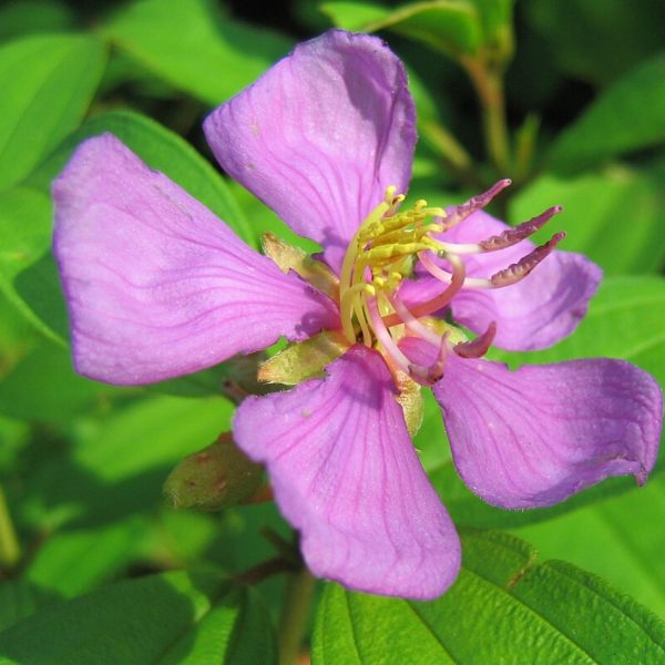 MELASTOMA MALABATHRICUM - Image 5